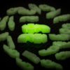 ***LIMITED EDITION*** Tuner Fish Lug Locks - Glow In The Dark